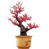 Plántulas de Flor de Ciruelo de Cuatro Estaciones, Floración Cíclica, Plántulas de Ciruelo Rojo, Flores de Ciruelo, Plántulas de Wintersweet, Plantas, Florales de Maceta para Jardín