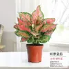 Geely Ruyi Rojo Flor Reina Planta en Maceta Planta Verde de Escritorio para Interiores Cuatro Estaciones Mary Ann Perenne Flores Fáciles de Cultivar