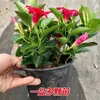 Flores de Rattan Aromatizadas em Vasos, Mudas de Rattan Felicidade Dupla com Botões, Trepadeiras, Florescendo em Todas as Estações, Plantas Verdes Fáceis de Cuidar