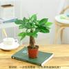 Árvore do Dinheiro Planta Verde Flor Gardênia Mesa Pequeno Vaso Aloe Vera Planta Suculenta Hidropônica Pothos Fácil de Cultivar no Escritório