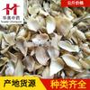 Lírio 1000g Huamei Materiais Medicinais Chineses Atacado Fornecimento Imediato Lírio Origem Hunan Produtos Novos Grande Quantidade Tratamento Preferencial