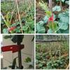 Suministro Transfronterizo de Clips de Soporte para Plantas para Invernaderos Agrícolas, Clips de Plástico para Verduras y Frutas, Clips de Injerto, Clips para Melón Amargo, Clips de Fijación de Plantas