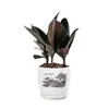 Planta de Caucho Black Diamond en Maceta para Uso en Interiores y Exteriores, Planta Verde para Purificación del Aire, Planta en Maceta para Escritorio de Oficina, Planta Verde de Cuatro Estaciones
