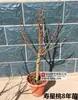 Muda de Pessegueiro para Aniversário em Vaso Muda de Flor de Pessegueiro de Pétalas Duplas Tronco Antigo Interior Exterior Varanda Bonsai Plantio no Solo Pessegueiro Ornamental Resistente ao Frio
