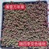 Sedum Chino Premium Hierba Buda Dorada Hierba Nieve Delgada Hierba Buda Hoja Dorada Maceta Planta Cubresuelos Flor Resistente al Frío Hierba Espejo