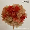 Hortensia de Hojas Grandes PerpetuaFlores de Hortensia Perpetua Vendidas por Kilogramo