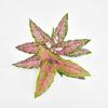 Floricultura transfronteiriça Simulação Verde Planta Decoração de Casa Cor Taro Folha Mão-sensação Rosa Mori Folha Falsa Guanyinlian Salian
