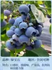 Semillas de Arándano para Plantar en el Norte y Sur, Plantas de Maceta para Balcón, Plantones de Árboles Frutales del Norte, Plantones de Árboles Frutales, Plantas de Arándano en Maceta