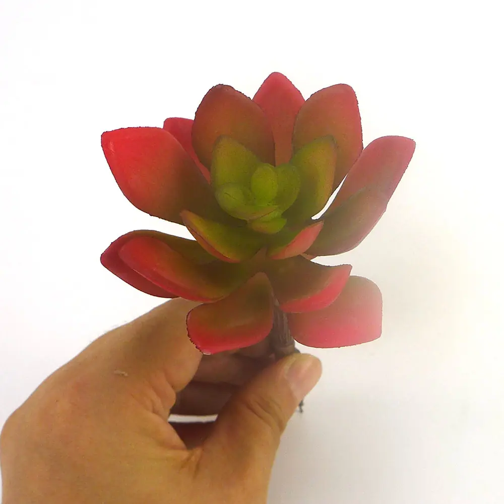 迷你莲花-玫红2.jpg