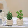 Plantas Atractoras de Fortuna, Árbol del Dinero, Suculentas Difíciles de Matar, Plantas Verdes para Escritorio de Oficina, Macetas