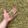 Dendrobium Officinale 1kg a Granel en Stock Varias Especificaciones Venta al por Mayor Directo desde el Origen Dendrobium Officinale Productos Secos