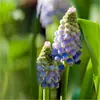 Bulbos e sementes de Jacinto para cultivo hidropônico em ambiente interno, cultivo em solo no inverno, flores de vaso resistentes e fáceis de cultivar