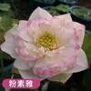 Venta al por mayor de plantas ornamentales en maceta, semillas de loto y nenúfar cultivadas en agua, semillas de flor de loto de cuenco y nenúfar para estanques hidropónicos