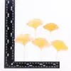 Folha de ginkgo flor real Flor em relevo espécime de planta de ensino para crianças material material cola de gota flor seca capa de celular diy