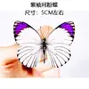 Venta Directa al Por Mayor de Fábrica de Especímenes Reales de Mariposas con Alas Extendidas, Diversos Insectos y Escarabajos, Accesorios para Fotos, Educación Científica, Especímenes Naturales