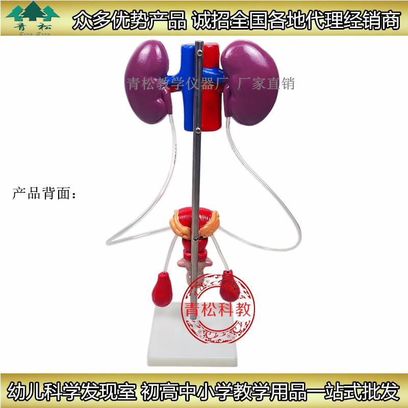 男性泌尿背面_副本