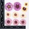 Paquete de Materiales Adhesivos DIY en Relieve de Flores Secas de Rosa Marco de Fotos Decoración de Pintura Lámpara de Mesa de Rosa Espécimen de Planta