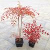 Envío Directo Bambú Nandina Maceta Hoja Roja Tianzhu Flor Grande Plántula Hidropónico Llama Montón Viejo Bonsái Planta Frutal Fruta