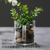 Coleção de fábrica Hand-made Desktop Glass Micro-paisagem Coleção de orvalho Copo Planta Ornamental Garrafa de iluminação transparente Garrafa Fish Tank Ecologia