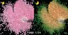 Lantejoulas que Brilham no Escuro Glitter Nail Art DIY Lantejoulas Sonhadoras Fluxo Misto Glitter Multicor Tartaruga Luminescente Noturna
