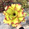 Piña Linda Colorida Piña Selva Tropical Tanque de Agua y Tierra Ecológico Plantas Acuáticas Terrario para Reptiles Paisajismo Plantas Epífitas de Uso Común