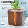 Plantas en Maceta Hechas a Mano para Niños Estudiantes de Primaria para Observar el Crecimiento de las Plantas Cultivo y Germinación DIY Mini Plantas Verdes en Maceta