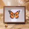 Marco de Fotos Estéreo Hueco Personalizable Tablero de Densidad Madera Maciza Especimen de Mariposa Marco de Madera de Mesa Casero Bricolaje Adornos Hechos a Mano