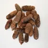 Pinhas de AbetoMateriais de Criação Ambiental Feitos à Mão para Jardim de Infância, Materiais com Tema Floresta, Galhos Secos, Pinhas, Flores Secas, Espécimes de Plantas