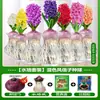 Venta al por mayor de fábrica Bulbos de jacinto Set hidropónico con botella Flores de cultivo en agua de invierno Plantas en maceta resistentes al frío Interior/Exterior