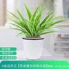 Phnom Penh Dropshipping Planta de Flor en Maceta Chlorophytum Purificación del Aire Interior Planta Verde Pequeña Hidropónica Colgante Sala de Estar Oro