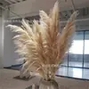 Conjunto de Buquê de Capim-dos-Pampas Seco Decoração de Casa Casamento Boêmio Juncos Naturais