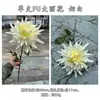 Novo produto transfronteiriço: Fabricante de flores artificiais de PU, dália e peônia de PU de haste única, para decoração de casamento e casa