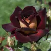 Hacker Queen Jugo Rosa Maceta Balcón Patio Villa Flor Planta Cuatro Estaciones Dropshipping
