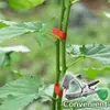 Máquina de encadernação de uvas, fornecimento direto de fábrica, máquina de encadernação de tomate, pistola de encadernação de pepino, máquina de encadernação de fita