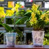 Maceta transparente estética de musgo de sphagnum para orquídeas phalaenopsis, maceta de plástico transpirable para plantas de interior calientes, maceta de resina Qingshan con control de raíces para dendrobium