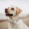 Wow - Collar personalizado para mascotas, de metal grabado, con tracción para gatos, estilo japonés y coreano