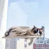 Hamaca para Gato Mascota Gato Colgante Ventana Ventosa Cama para Gato Hamaca Plegable Balcón Todas las Estaciones Universal Cama Colgante para Gato