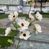Nueva fábrica de flores de boda color champán hortensia rosa boda guía de camino flores falsas suaves al por mayor