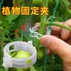 100 Piezas Clips Engrosados para Fijación de Plantas para Verduras, Pimientos, Tomates, Clips de Jardín, Clips para Plántulas, Clips de Soporte para Enredaderas Venta al por Mayor