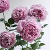 Envío directo de una sola pieza de plántulas de flor Rosa Nebulosa, arbustos en maceta, flores grandes fragantes, flores de rosa azules y moradas que florecen frecuentemente en todas las estaciones