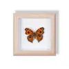 Especimen de Mariposa Real Pintura Decorativa Colgante Adorno de Insecto con Ojos Azules, Marco de Madera Maciza, Regalo para Mejor Amigo, Recuerdo Único
