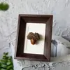 Marco para enmarcar especímenes de plantas estilo madera natural con cartulina blanca, acrílico, frutas, flores secas, flores prensadas para exhibición, de mesa o para colgar en la pared