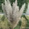 Planta Junco Gigante Tifáceas Hierba Soleada Flores Secas Espigas de Juncia Decoración Accesorios Flor de Juncia Venta al por Mayor