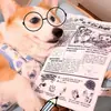 Juguetes para Perros Duraderos y Resistentes a la Mordida, Alivian el Aburrimiento, Hacen Ruido, Juguetes de Papel Arrugado, Adecuados para Teddy, Corgi y Mascotas Pequeñas a Medianas