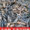 Jiangxi Qiaozui Pescado Secado al Aire Pescado Travieso Platos Pequeños Pescado Seco Pez Rayado Blanco Pez Seco Pequeño Cuchillo de Pescado Seco Pescado de Granja