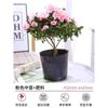 Dropshipping Azaleia em Vaso Planta de Floração Dupla Floração Interna o Ano Todo com Botões Grandes e Fácil de Cultivar