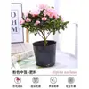 Planta Azaleia Dobrada de Vasos para Dropshipping Que Floresce em Ambientes Internos o Ano Todo com Botões Grandes e é Fácil de Manter