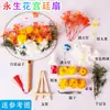 Bolsa de Materiales DIY de Flores Secas Hechas a Mano Mezcla Día del Maestro Amante Flor Eterna Flor Seca Flor de Vacaciones Mini Repujada