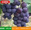 Dropshipping Patio Extra Grande Sunshine Rose Uva Plantón Jufeng Planta en Maceta Plantación Norte-Sur Plantación en el Suelo Plantación Resistente al Frío Escalada