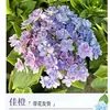 Planta de Hortensia en Maceta con Capullos de Flor, Plántulas de Flor Endless Summer, Flores para Todas las Estaciones, Balcón, Patio, Plantas Verdes de Interior en Flor